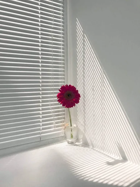 Gerbera Ventana Karaganda Kazajstán — Foto de Stock