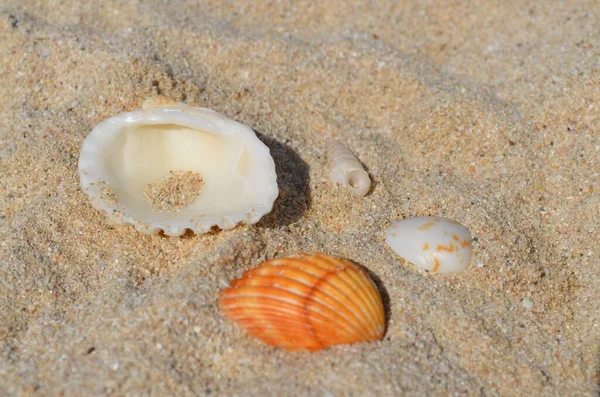 Coquillages Sur Les Rives Golfe Persique Dubaï Émirats Arabes Unis — Photo