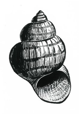 deniz kabuğu çizimi çizimi