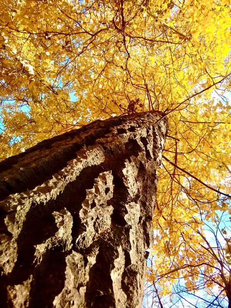 Outono Álamo Árvore Com Vista Coroa Amarela Baixo — Fotografia de Stock