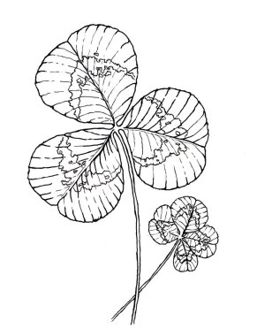 Yonca yaprakları dört yapraklı yonca ve üç yapraklı yonca el çizimi siyah ve beyaz çizim renklendirmesi