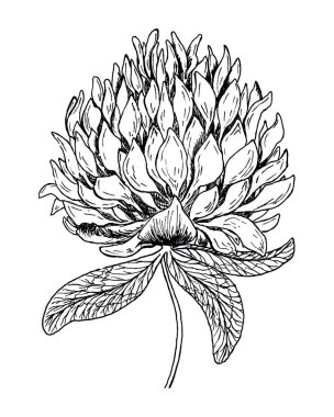 Yonca çiçekli el, siyah-beyaz çizim çizimi.