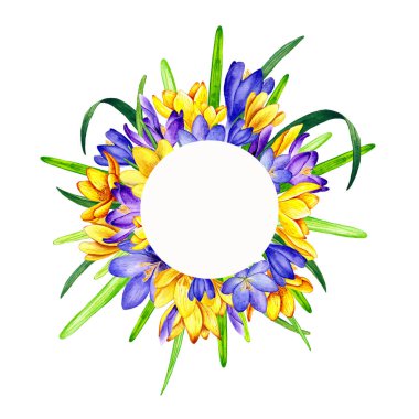  crocus çiçeği suluboya çerçeve sınırı 3027