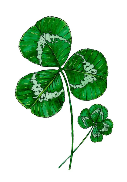 4023 Klaverblad Afdrukken Aquarel Met Hand Getekend Shamrock Geïsoleerd — Stockfoto