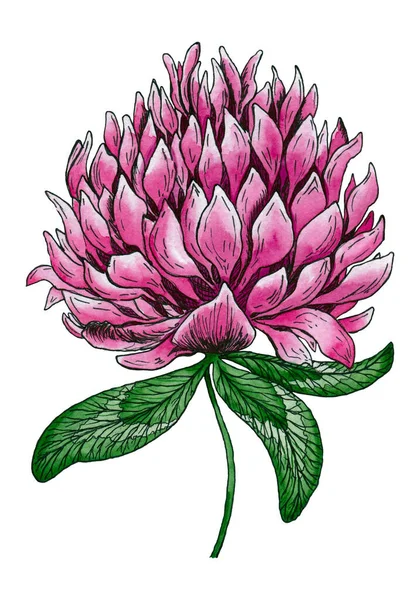 4022 Clover Flower Print Aquarell Handgezeichnetes Shamrock Isoliert — Stockfoto