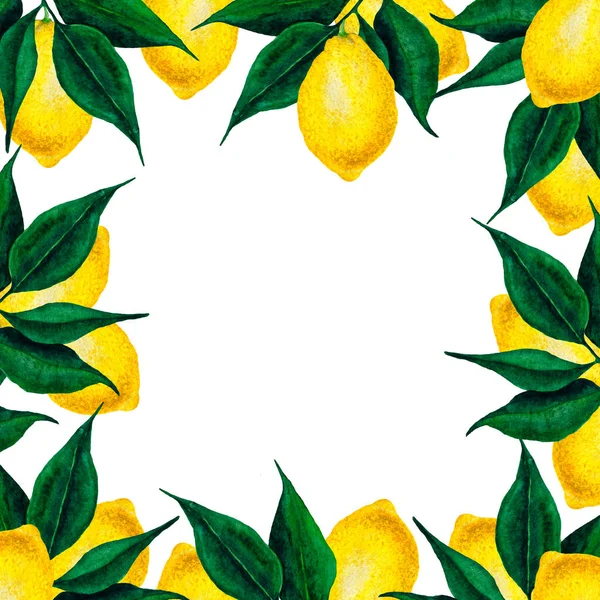 4041 Citron Ram Fyrkantig Akvarell Hand Ritning Vit Bakgrund — Stockfoto