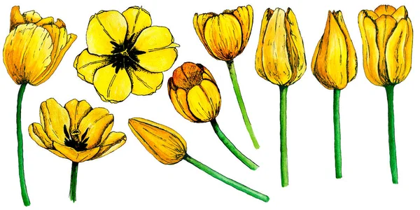 4039 Gelbe Tulpenblumen Isoliert Aquarell Cliparts Set — Stockfoto