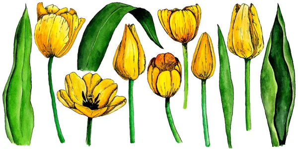 4040 Amarelo Tulipa Flores Folhas Isolado Aquarela Clipart Conjunto — Fotografia de Stock