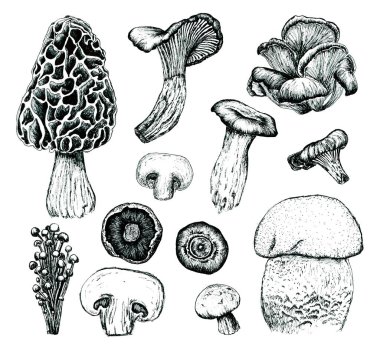 5010 Mantar Morel, Enoki, Chanterelle, Eringi, Oyster, Portabella, Beyaz Düğme, Cremini, Porcini Mürekkep El Clipart seti 