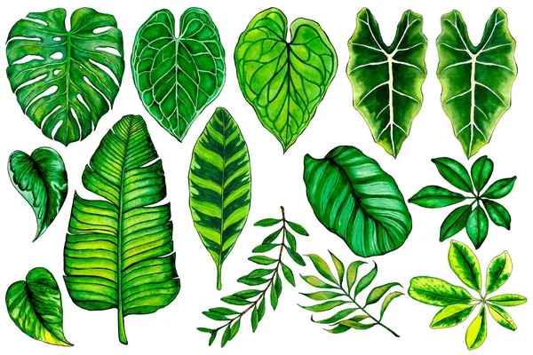 5011 Tropical Folhas Isoladas Aquarela Desenhado Mão Clipart Set — Fotografia de Stock