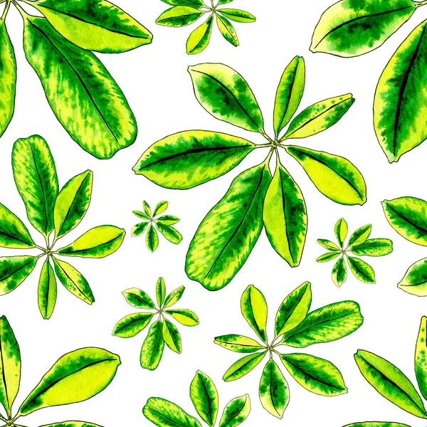 5014 Schefflera Feuilles Isolées Aquarelle Dessiné Main Sans Couture Modèle — Photo