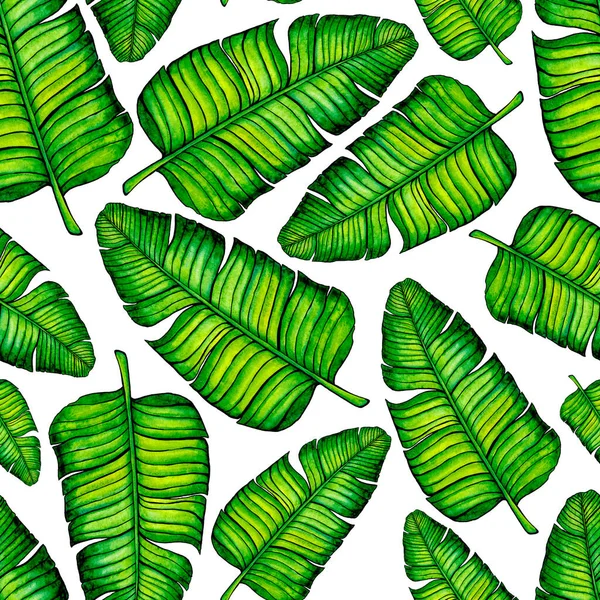 5020 Folhas Banana Folhas Isoladas Aquarela Desenhado Mão Sem Costura — Fotografia de Stock