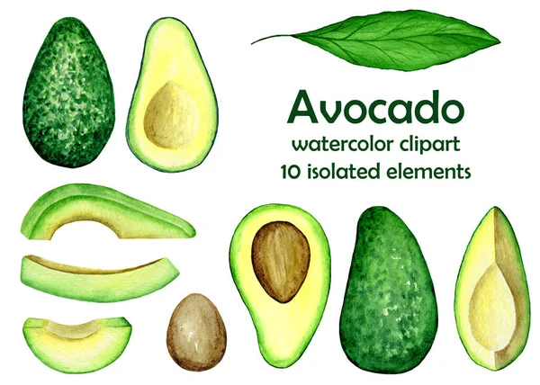 6051 Avokado Suluboya Çizimi Clipart Seti — Stok fotoğraf