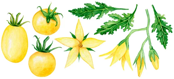 7007 Żółty Pomidor Kwiaty Liście Zestaw Akwareli Clipart — Zdjęcie stockowe