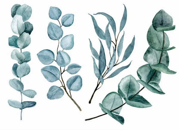 7011 Akwarela Ilustracja Gałęzi Eukaliptusa — Zdjęcie stockowe