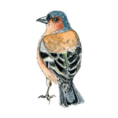 7043 Chaffinch kuş suluboya çizimi