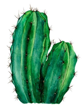 7049 suluboya kaktüs, beyaz arka planda dikenli.