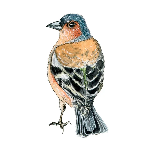 7043 Illustration Aquarelle Oiseau Chaffinch — Photo