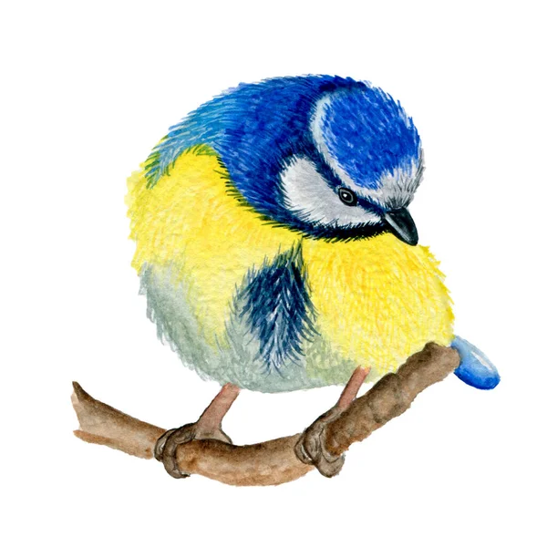 7042 Watercolor Illustration Blue Tit Isolated White Background — Photo