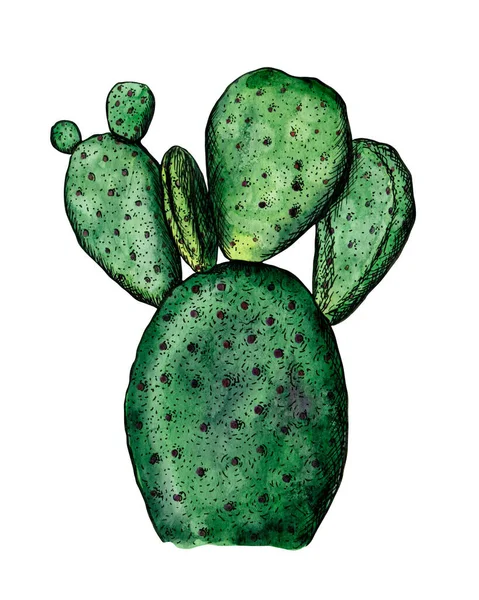 7048 Cactus Acuarela Aislado Sobre Fondo Blanco — Foto de Stock