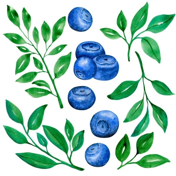 7047 Blueberry Ilustração Botânica Aquarela — Fotografia de Stock