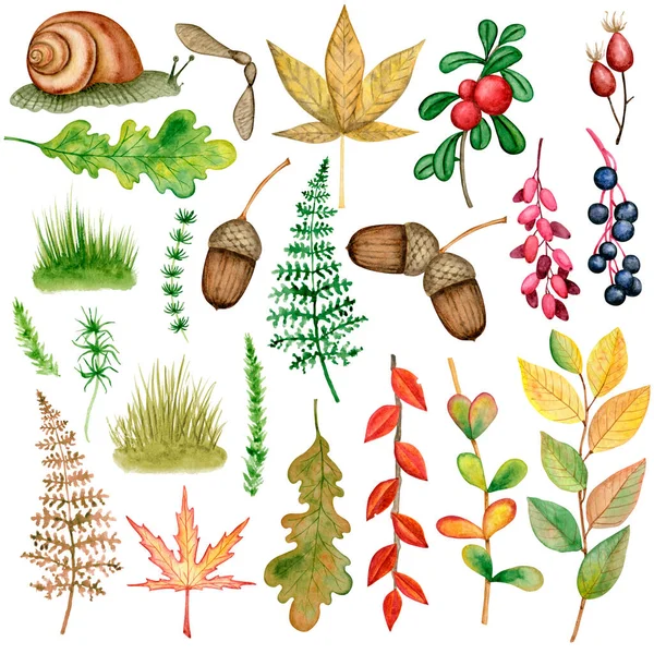 8033 Autumn Plant Watercolor Clipart Осенняя Лесная Иллюстрация Акварель Осенняя — стоковое фото