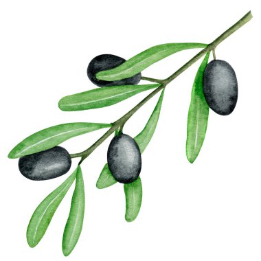 8059 suluboya siyah zeytin dalı sanatı. Botanik illüstrasyon. İzole bir element. Mutfak İtalyan dekorasyonu. Akdeniz sanatı. 