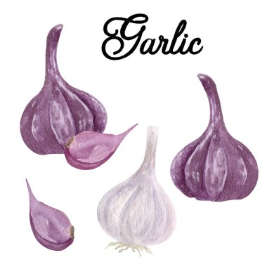 9004 sarımsaklı suluboya seti. Beyaz arkaplanda el çizimi ögeler.