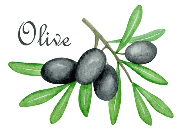 8058 Vodní Barva Černé Olivy Větev Ilustrace Botanický Otisk Izolovaný — Stock fotografie