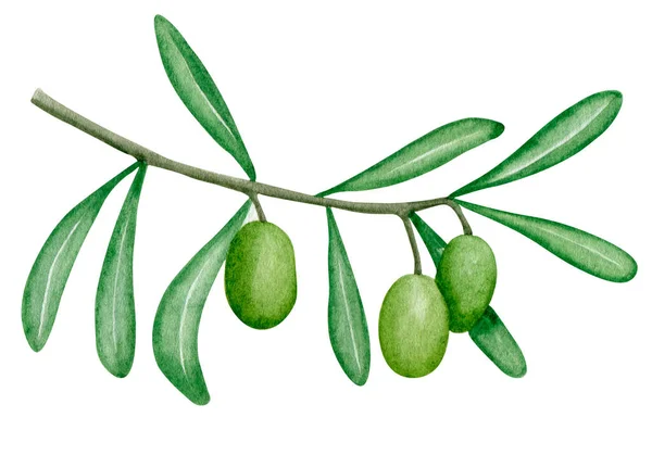 8061 Акварель Зеленые Оливки Ветви Иллюстрации Ботаническое Искусство Изолированный Элемент — стоковое фото