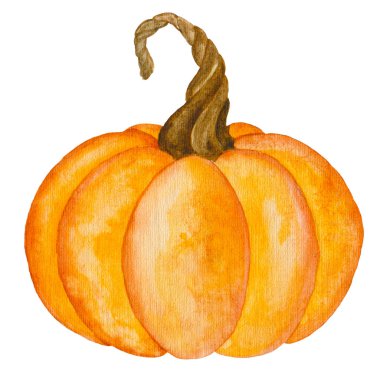 Balkabağı suluboya çizimi. El yapımı hasat festivali sanatı.