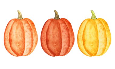 Balkabağı suluboya çizimi. El yapımı hasat festivali sanatı.