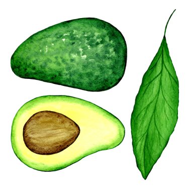 Avokado meyveli el, suluboya çizimi. Mutfak, menü ve doğal kozmetik ürünleri için yiyecek baskısı