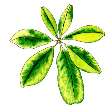 Tropik yaprak suluboya çizimi. Çiçek izi.