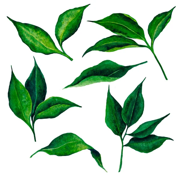 Limão Folhas Aquarela Mão Clipart Desenhado Arte Botânica Para Impressão — Fotografia de Stock