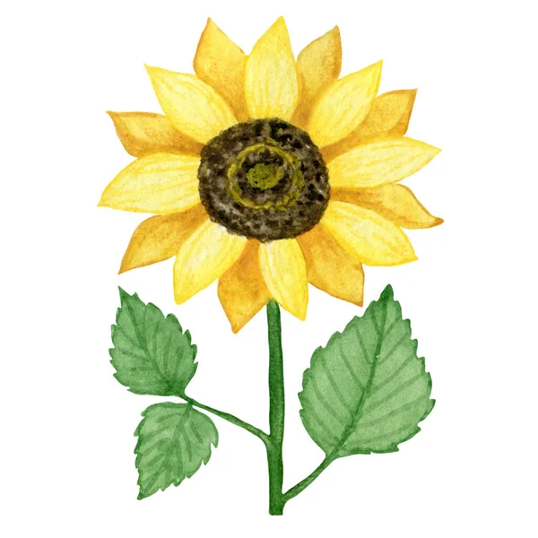 Sonnenblumen Aquarell Illustration Handgezeichnete Florale Druckkunst Cartoondruck — Stockfoto