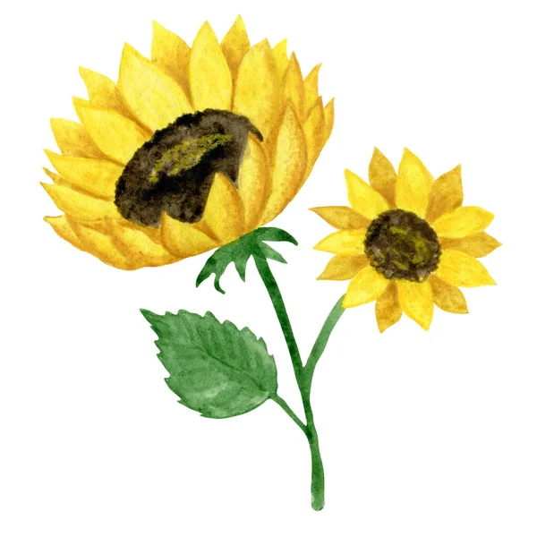 Sonnenblumen Aquarell Illustration Handgezeichnete Florale Druckkunst Cartoondruck — Stockfoto