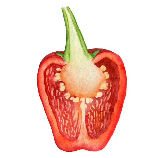 Half Red Bell Pepper Watercolor Hand Drawn Food Illustration — Stock Photo, Image