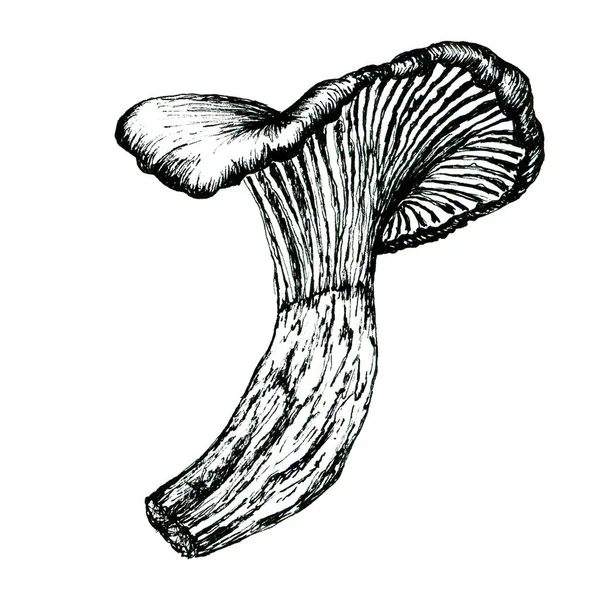 墨水手绘蘑菇图解 可印刷食品艺术 — 图库照片