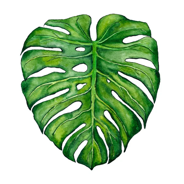 Folha Monstera Ilustração Botânica Desenhada Mão Aquarela Arte Impressa — Fotografia de Stock