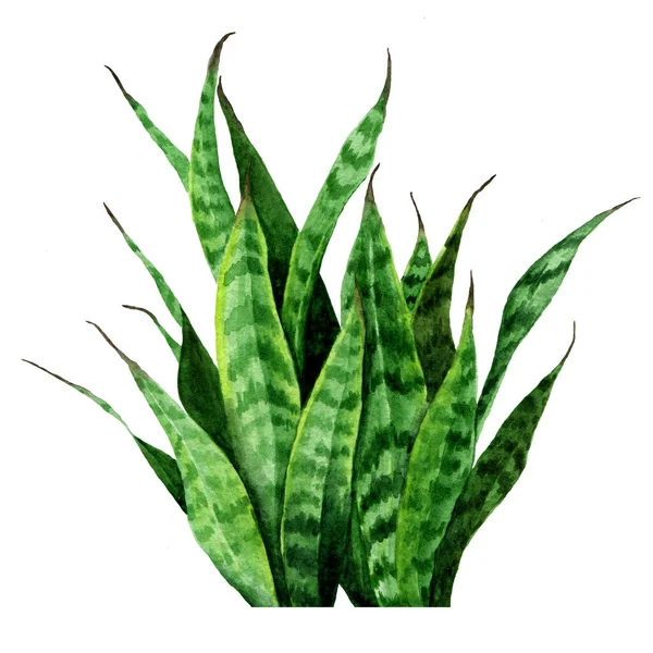 Houseplant Sansevieria Listy Akvarel Ilustrace — Stock fotografie