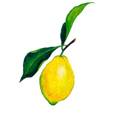 Limon meyveli suluboya el çizimi. Yaz klibi. Mutfak basılabilir sanat. 