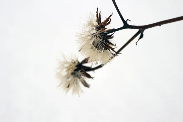 Vissnade blomma med frön i snö — Stockfoto