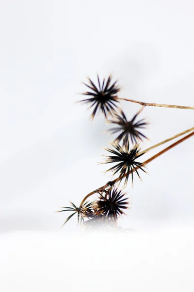 枯れた花が雪の中の種子 — ストック写真