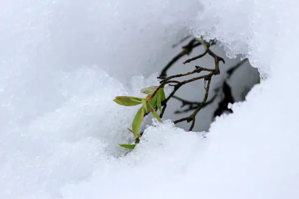 Зеленые листья в снегу, фотографии природы — стоковое фото