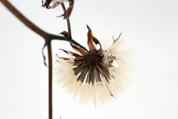 Welke Blume mit Samen im Schnee — Stockfoto