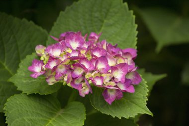 Yaz aylarında pembe ve beyaz ortanca