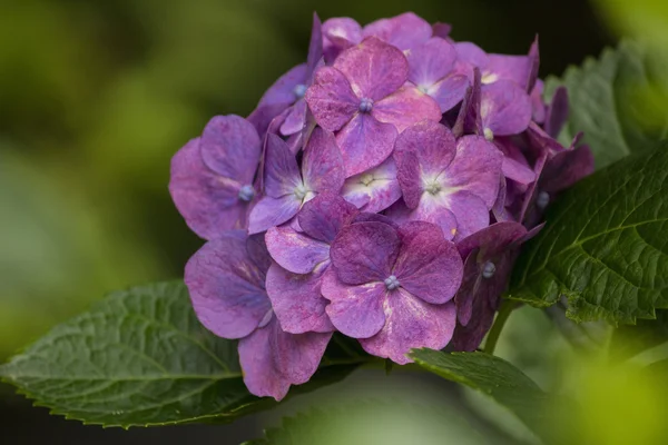 Mörk röd hydrangea blommor på sommaren — Stockfoto