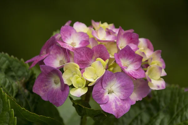 Rosa och vit hortensia i sommar — Stockfoto