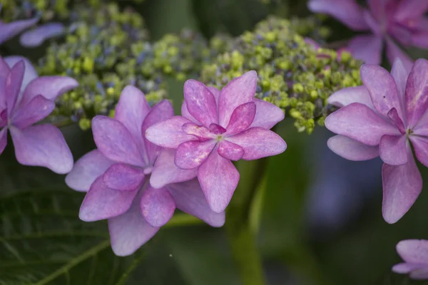 Rosa hortensia i sommar — Stockfoto